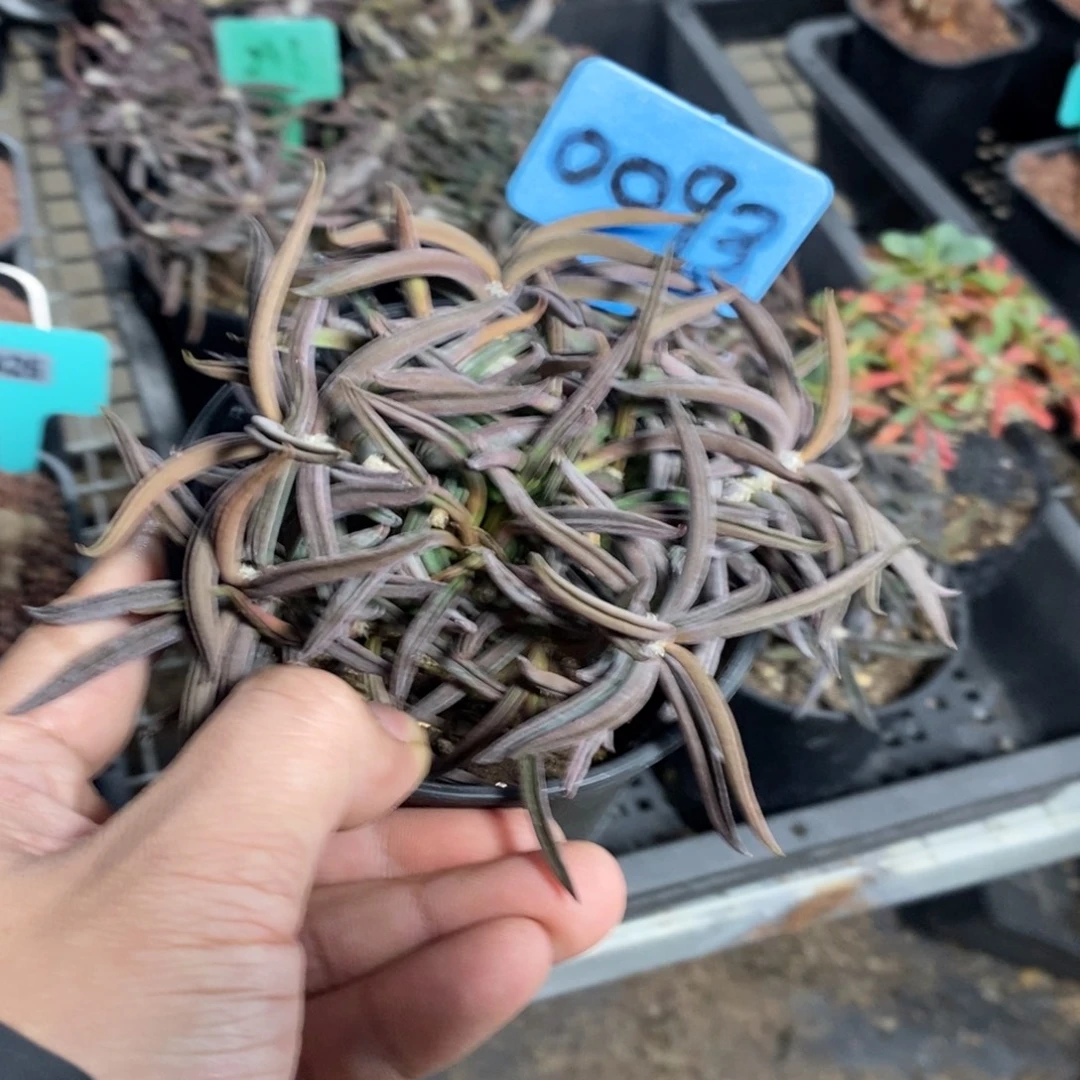 筒叶麒麟多肉植物