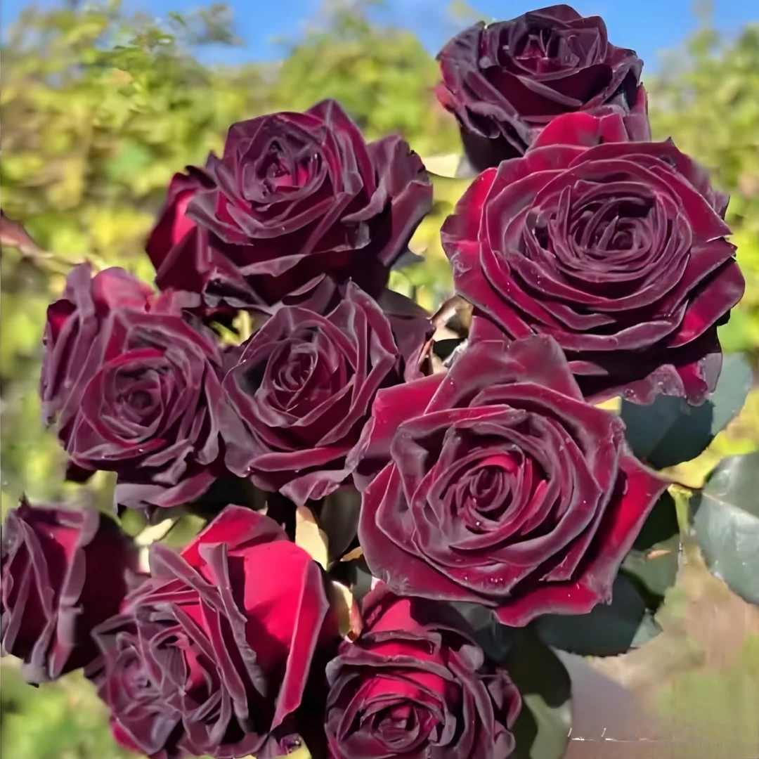 黑巴克月季，黑红花色，优雅花型，花期长，抗病性强