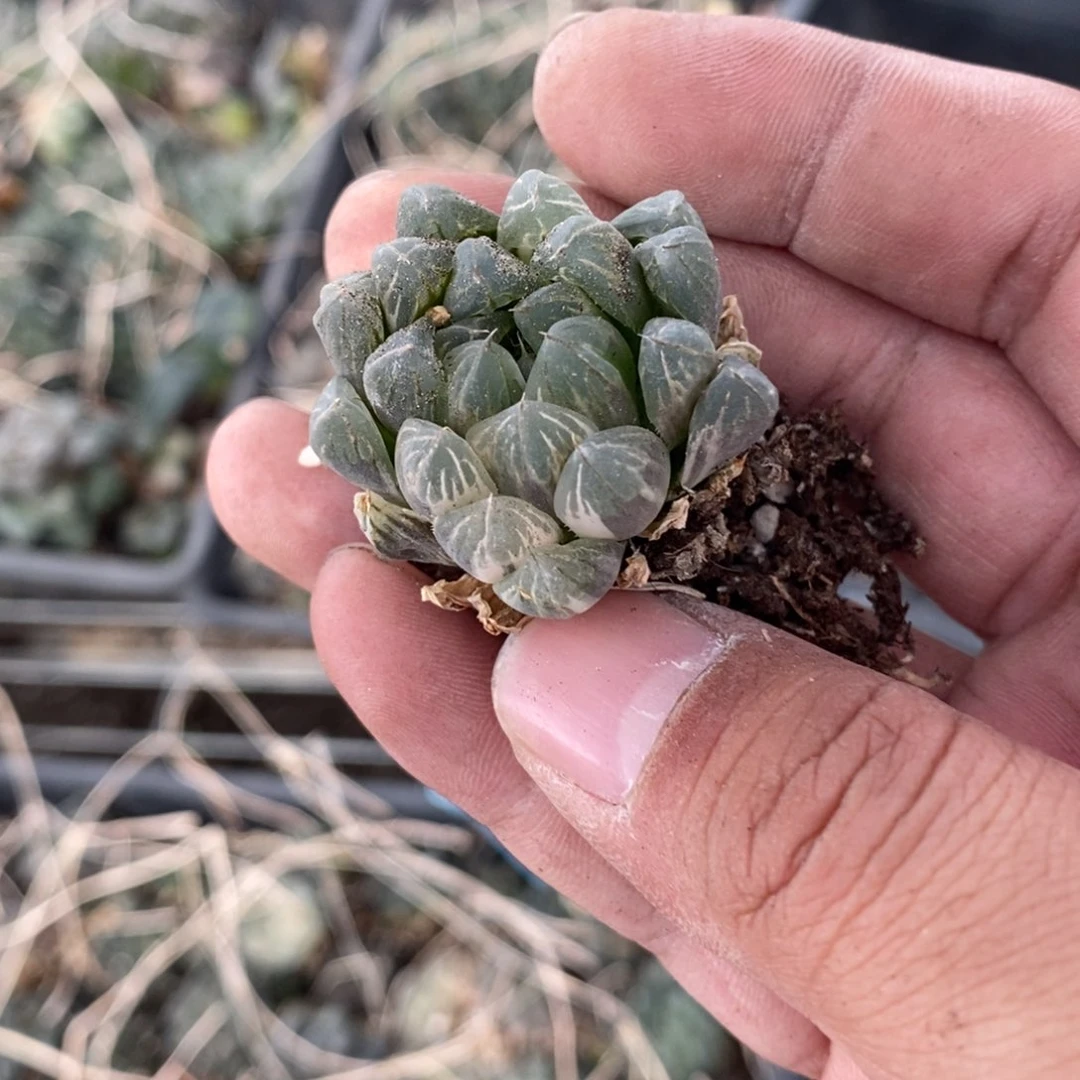 1747 一颗雨露锦。福利。