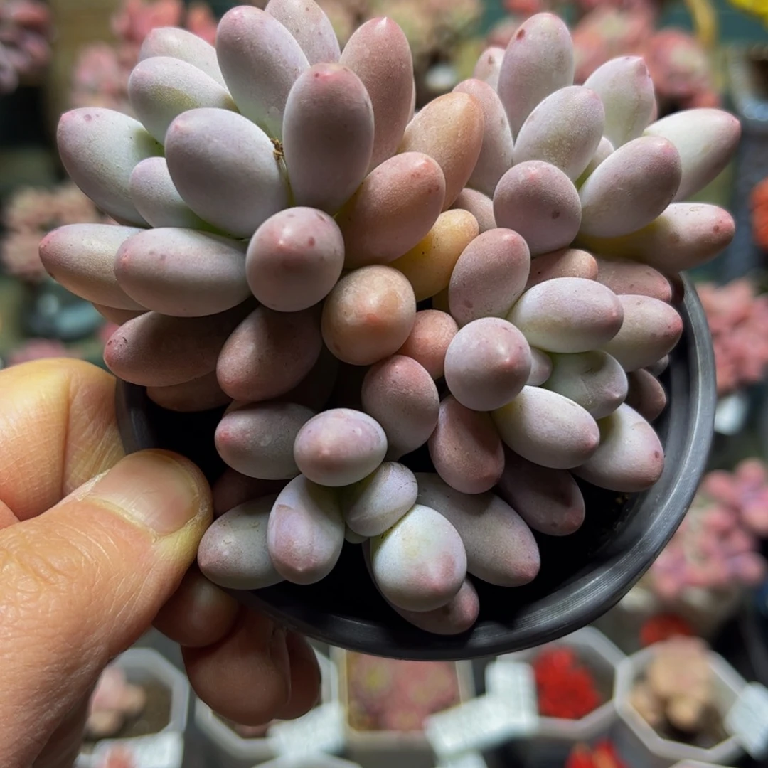 336汤圆9厘米多肉