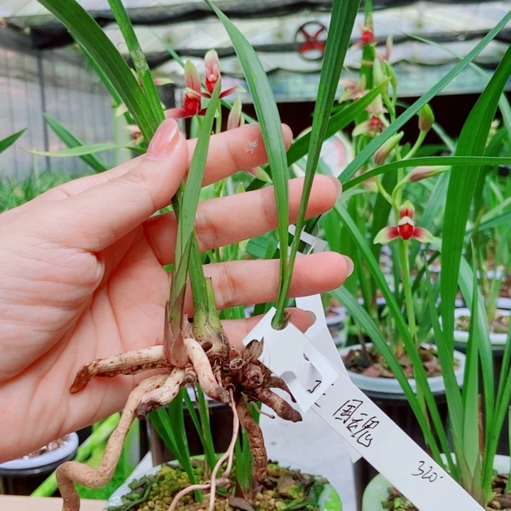 无花朵精品购物建兰国魂