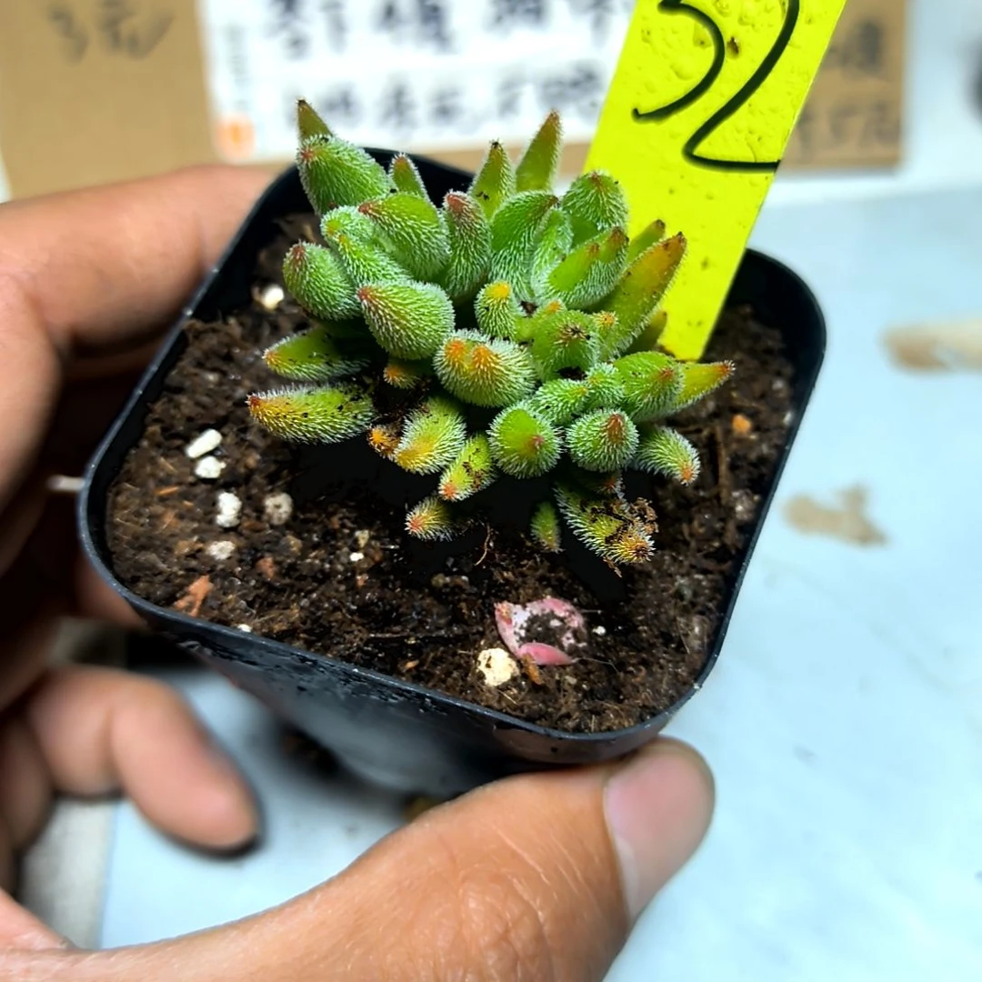 满6元包邮，#32绒针方盆多肉