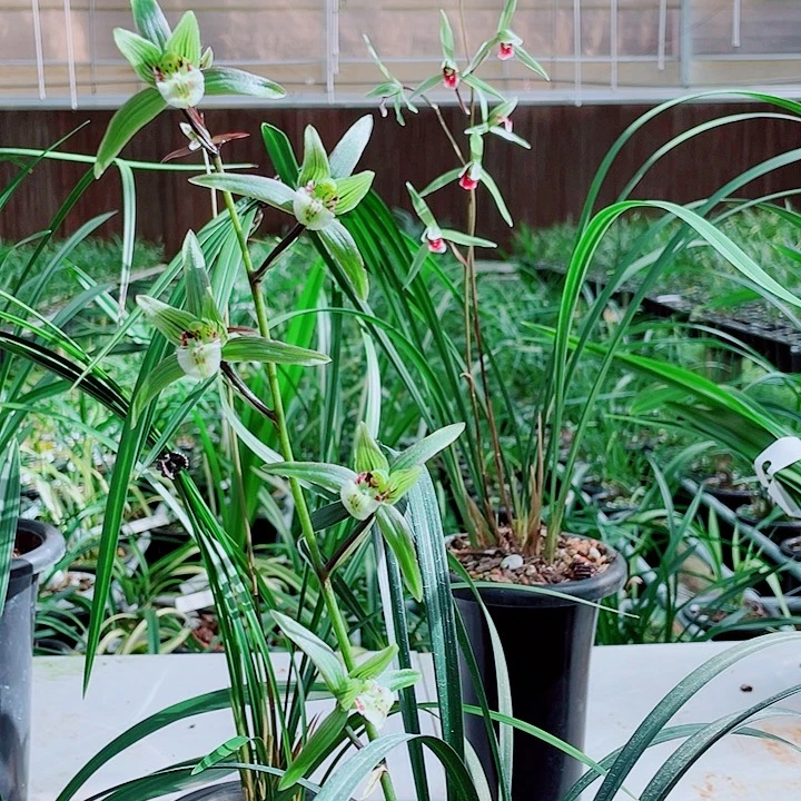 打***宇无花朵一物一漂亮开花