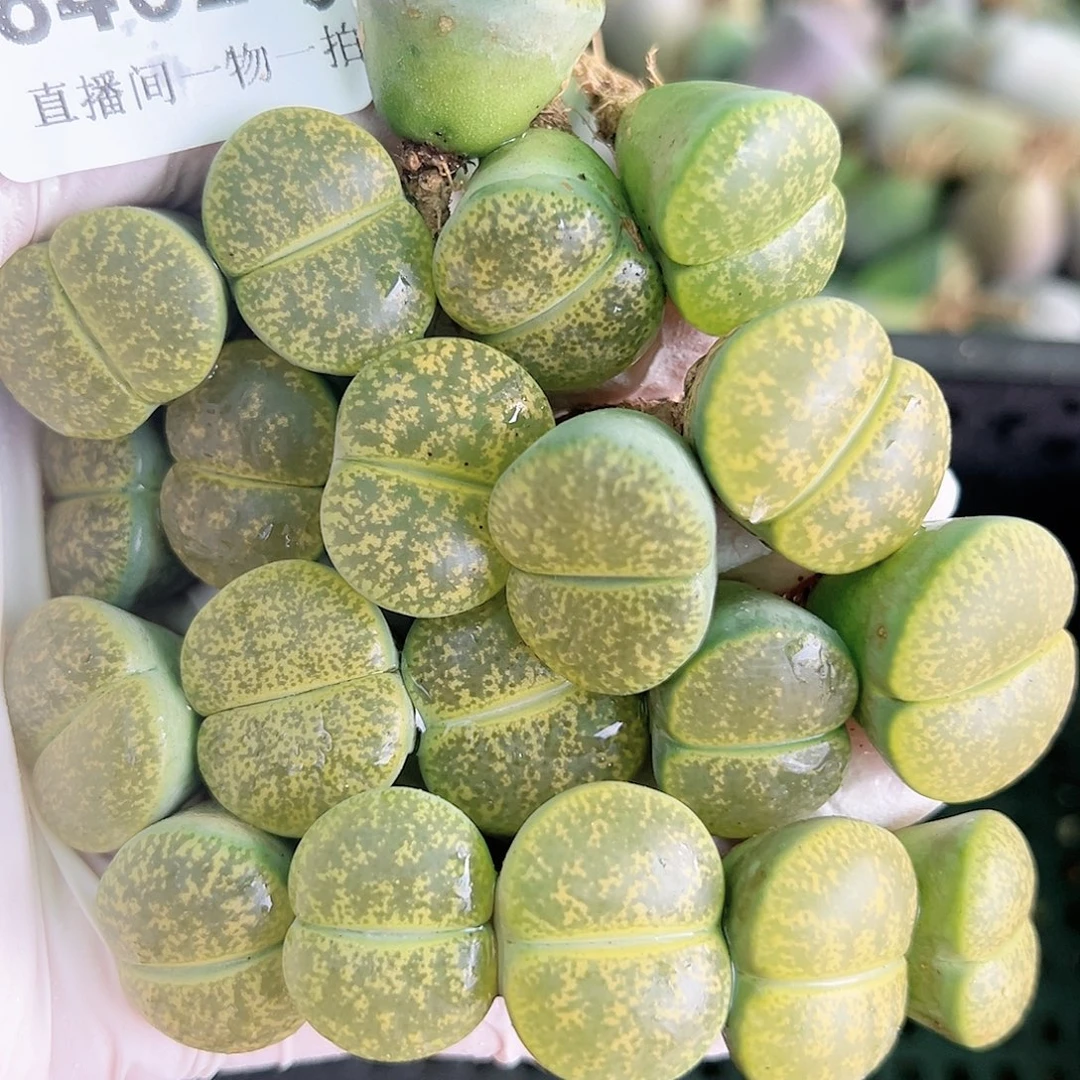 8462 好养易活生石花大母本20个