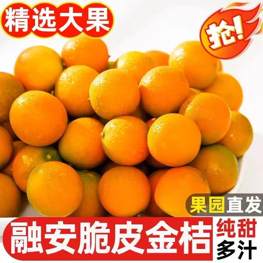 【现货速发】广西融安脆皮金桔鲜果第二代脆蜜金桔新鲜水果甜3斤5斤