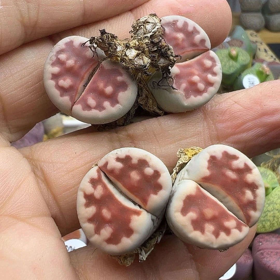 433清货价格不作参考
