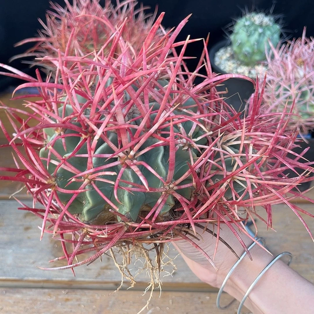 精品产地双头大龙冠，刀片刺