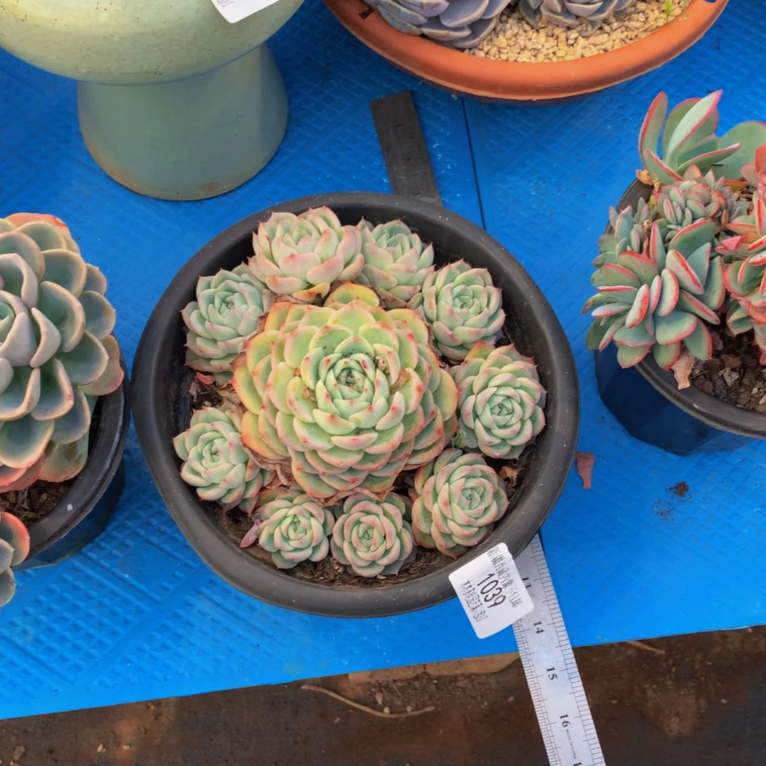 S****a1039水晶玫瑰多肉