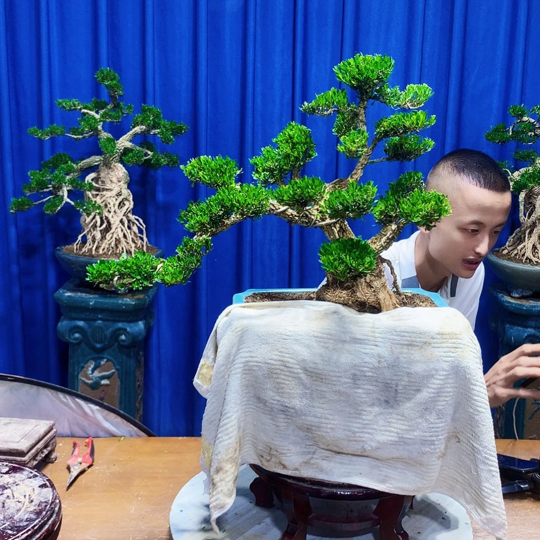无花朵黄杨盆景一物一拍