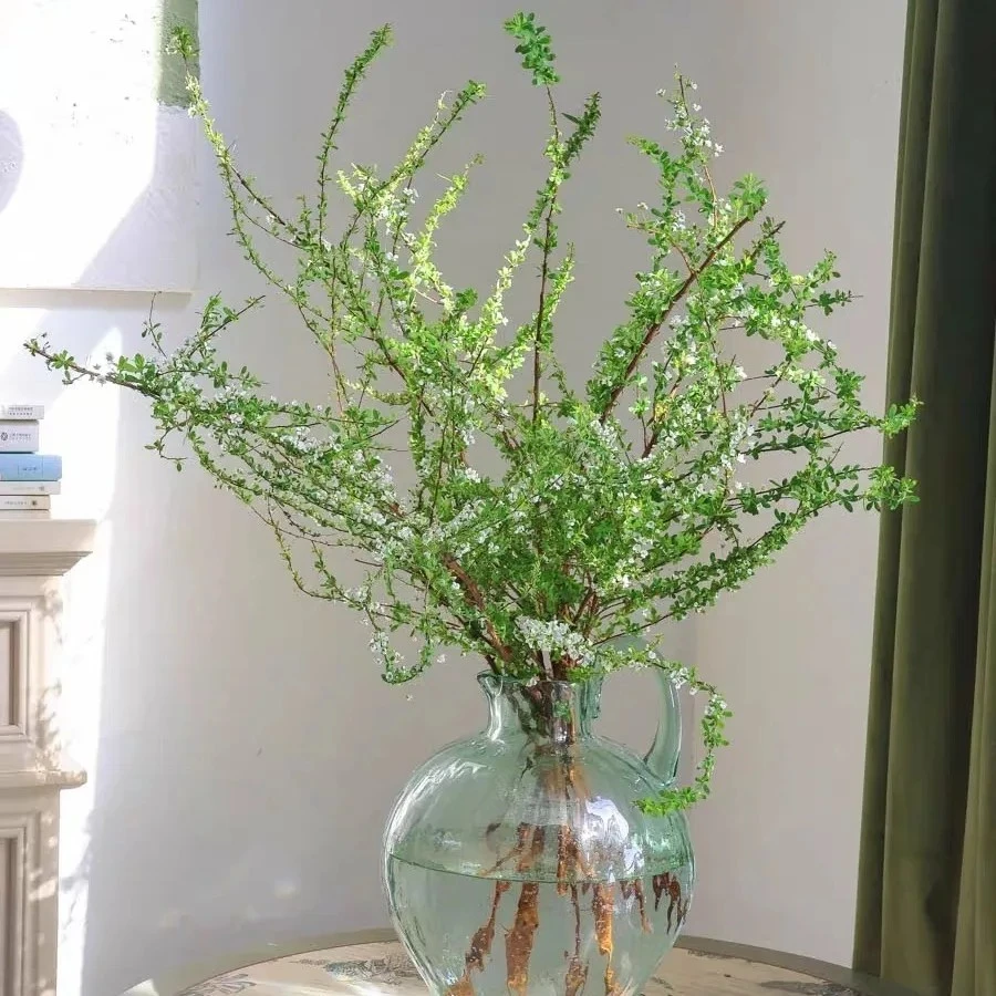 雪柳鲜枝带芽苞水培植物水养插花室内雪花遇水开花