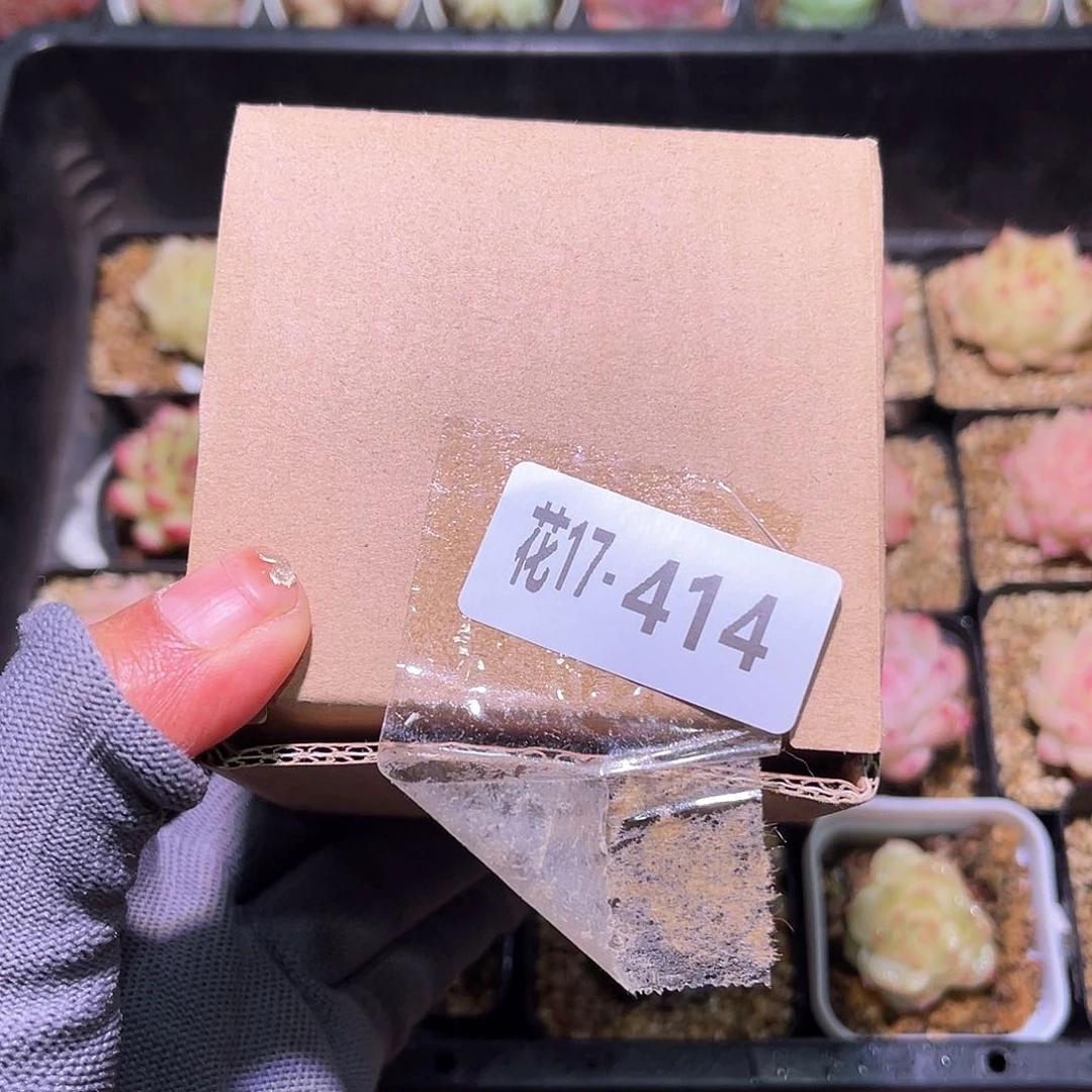 花17-414花盆一个