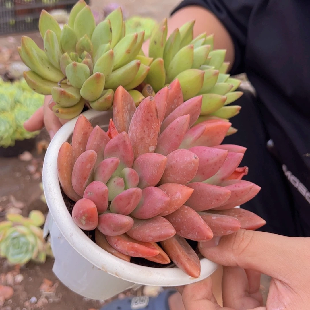 桃花源双头，黄金象牙双头各一