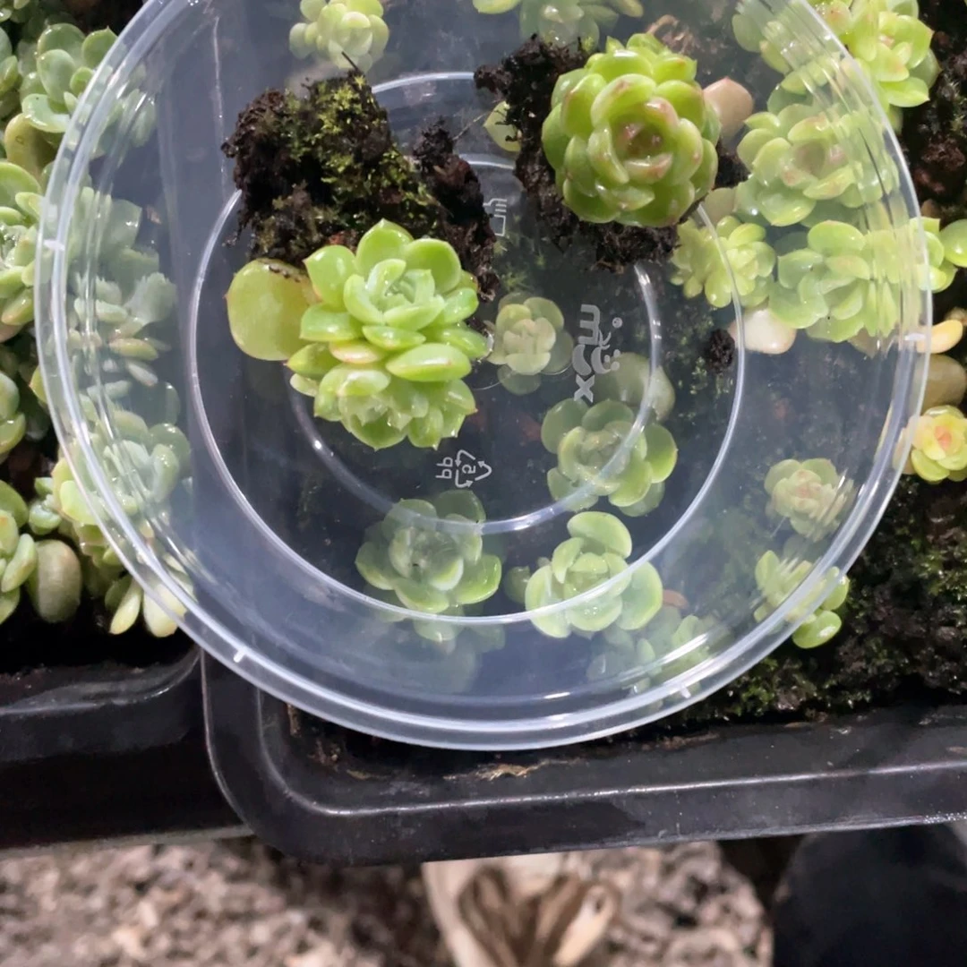 k***yTH008珍妮一物一拍504
