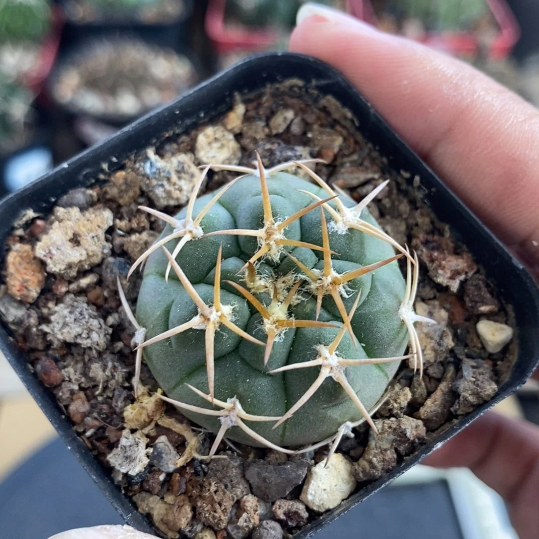 植播园艺优选阵太刀