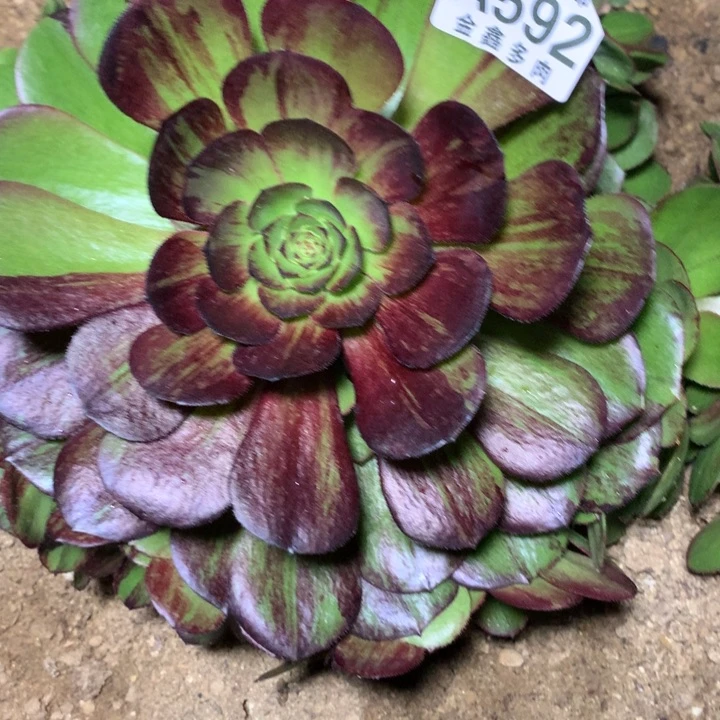 心**边592多肉植物一物一拍