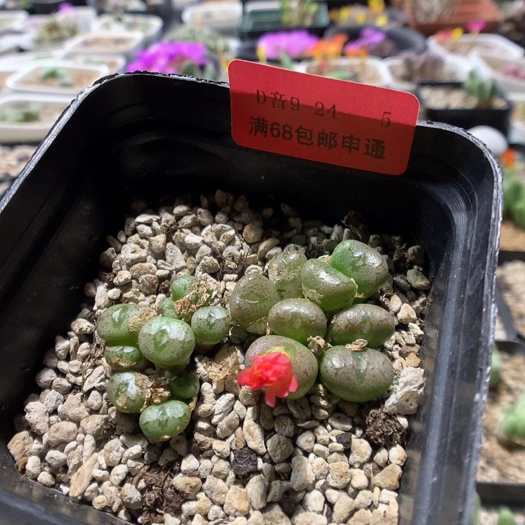 9-24-5     铜壶1盆