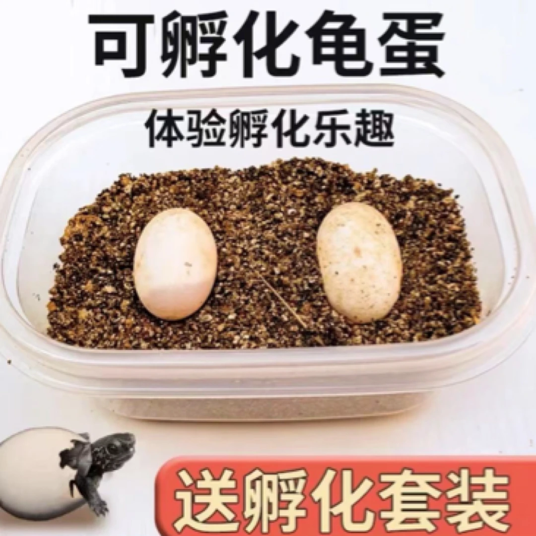 可孵化乌龟蛋探索生命奇迹宠物受精龟蛋
