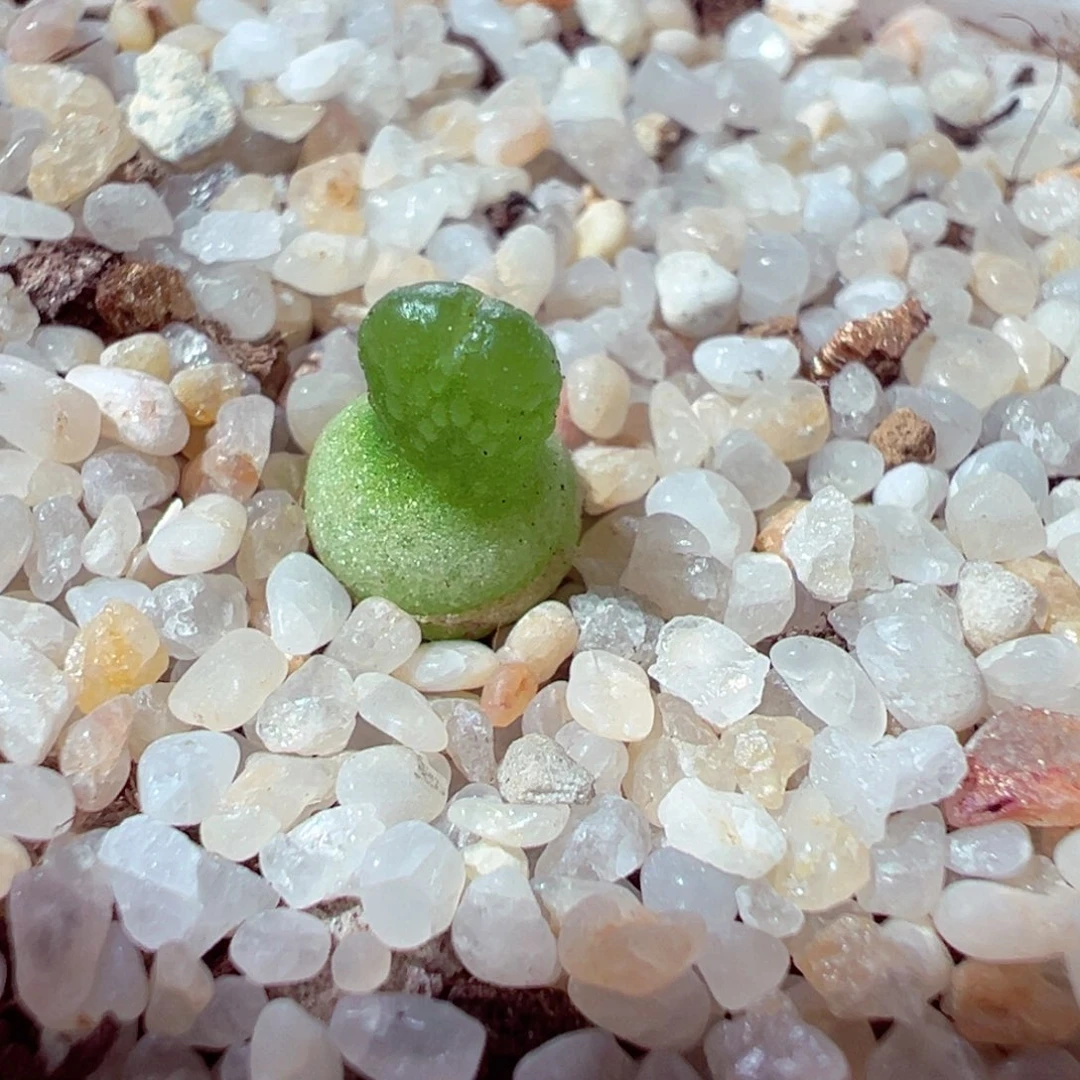 101-162多肉多肉小葫芦