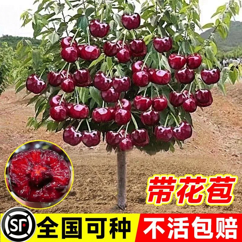车厘子树苗樱桃树南北方种植特大樱桃果树苗矮化盆地栽当年结果
