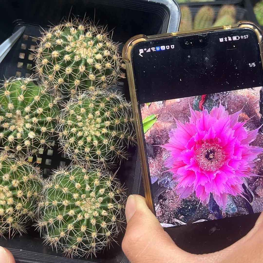 凤羽彩草仙人球往事