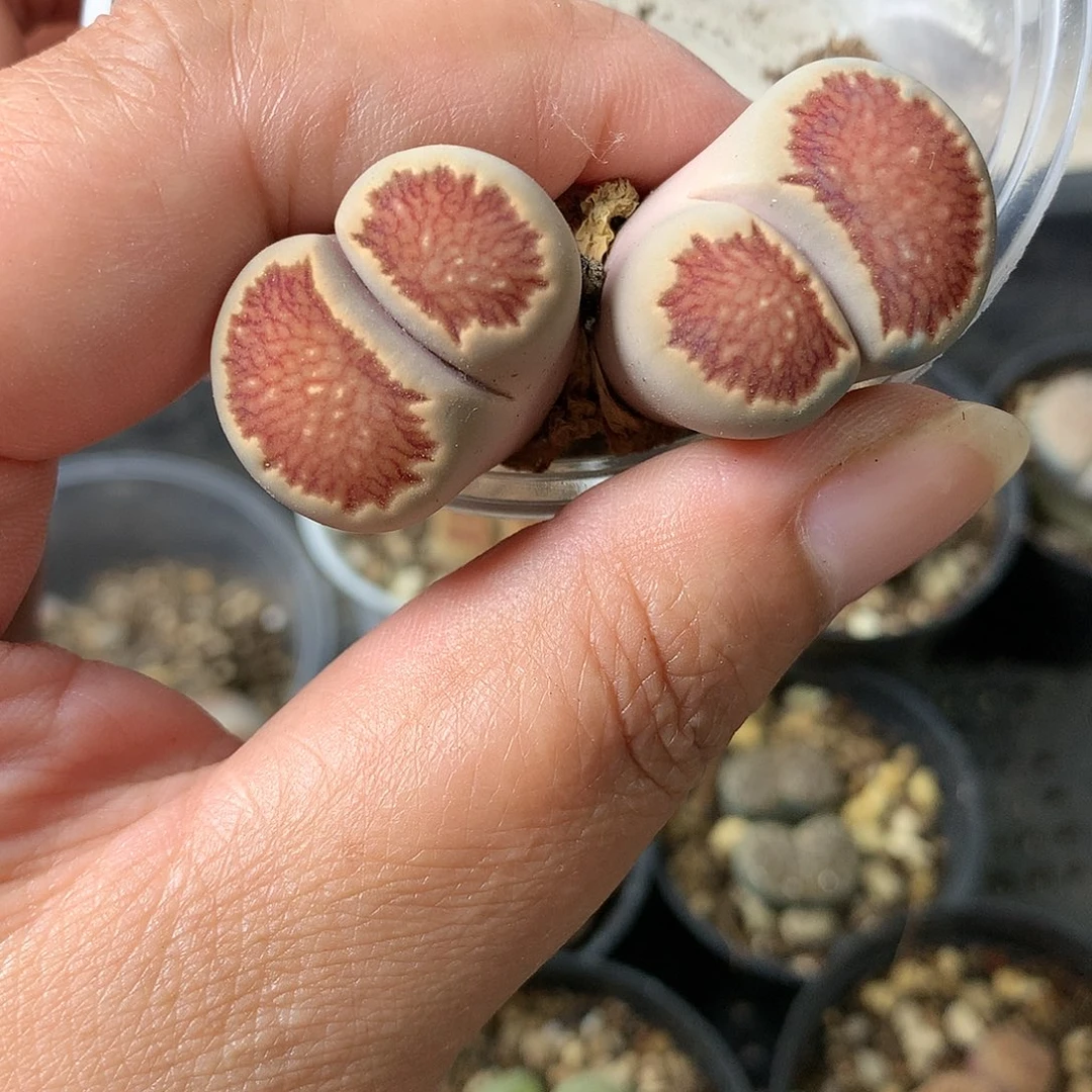 G60多肉植物保护研究所