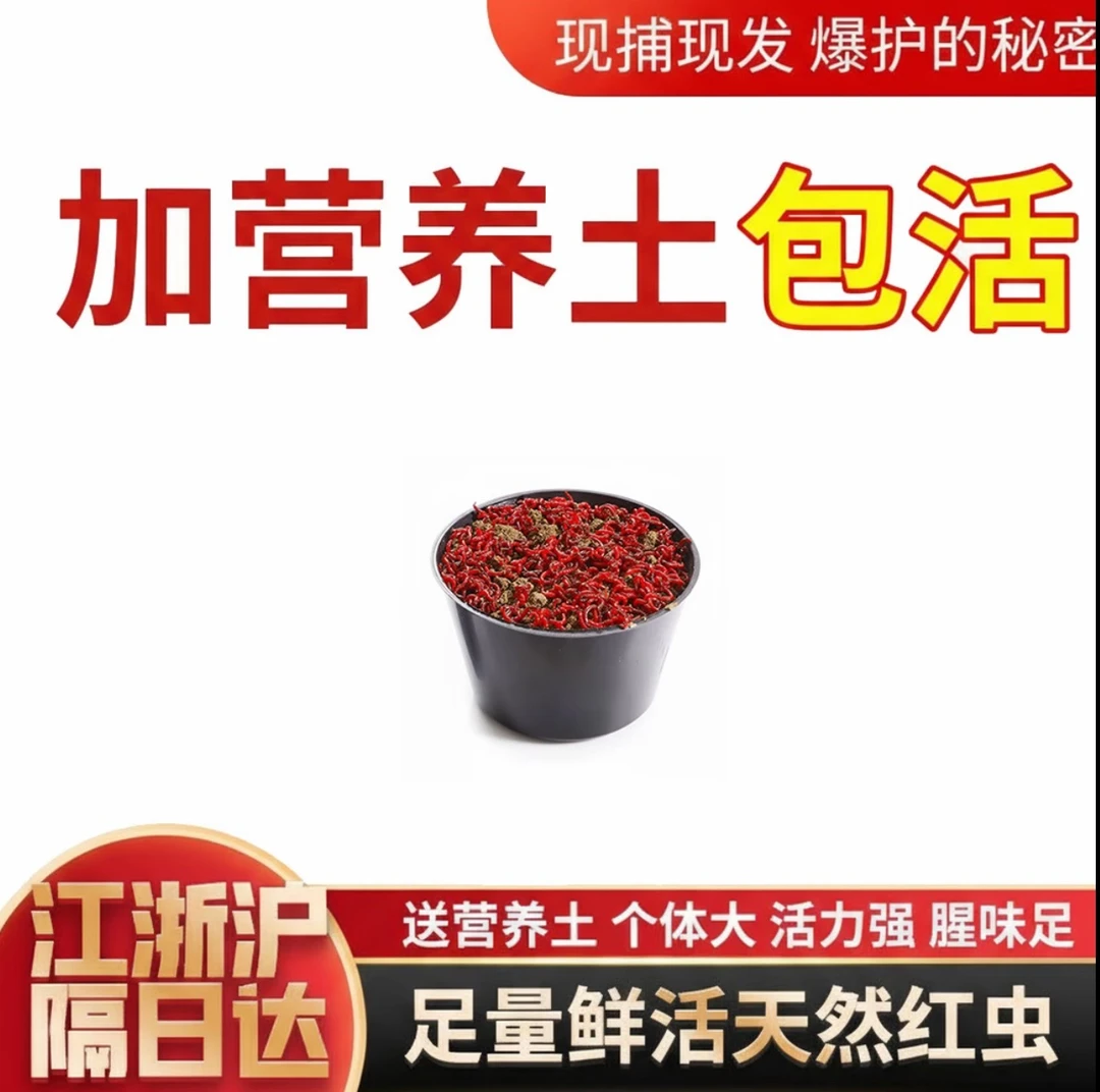 【营养土混装】红虫活饵特大号活体鲜活喂鱼拉饵鲫鱼黑坑野钓鱼饵料