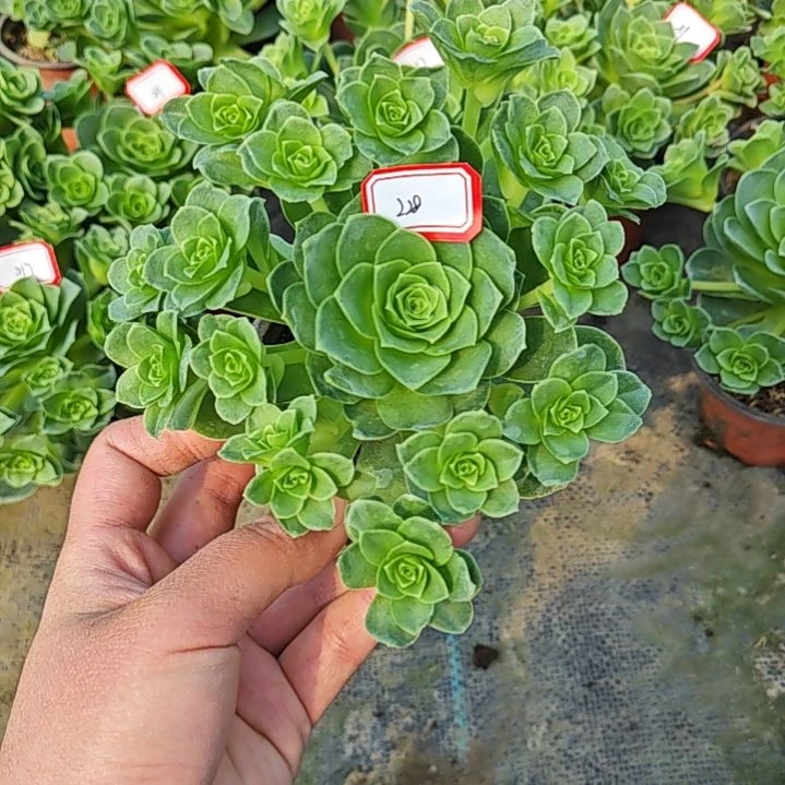 山地玫瑰多肉 228