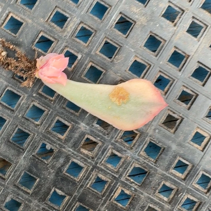 晚霞之舞一物一拍