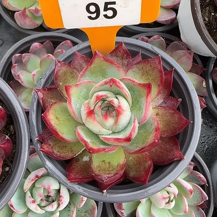 95 惊鸿仙子多肉植物7-9cm