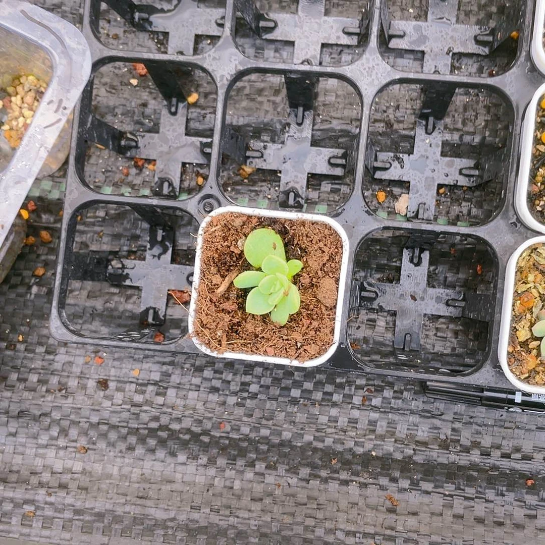 竹马中苗盆一个满25包邮