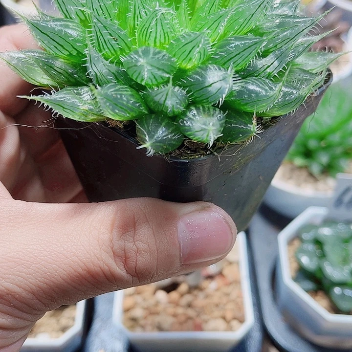 水晶掌新手好养得