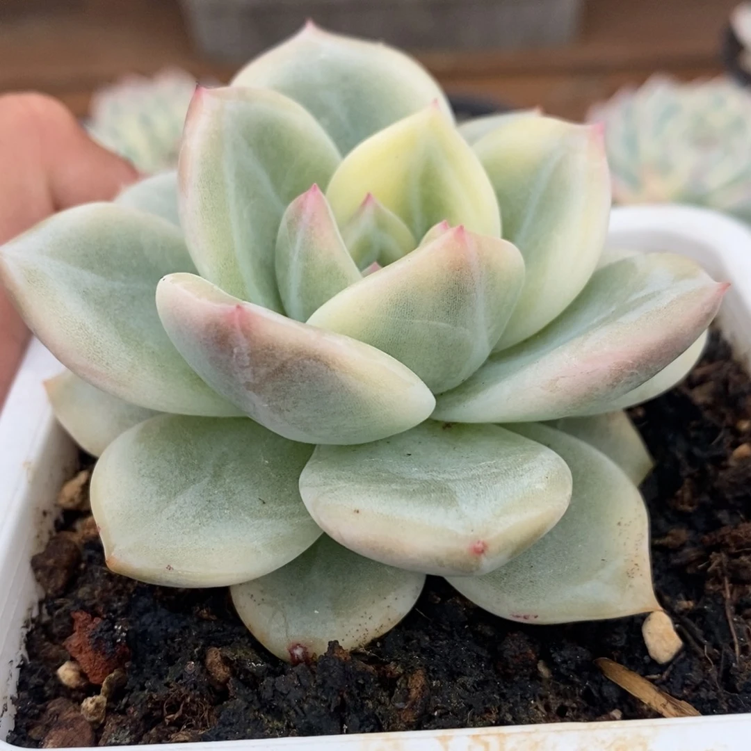 伊丽莎白锦多肉植物