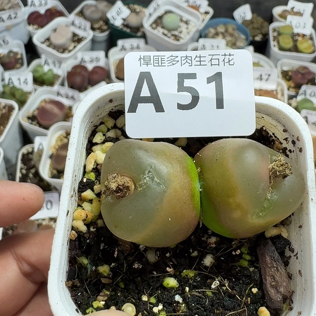51 多肉植物多肉植物