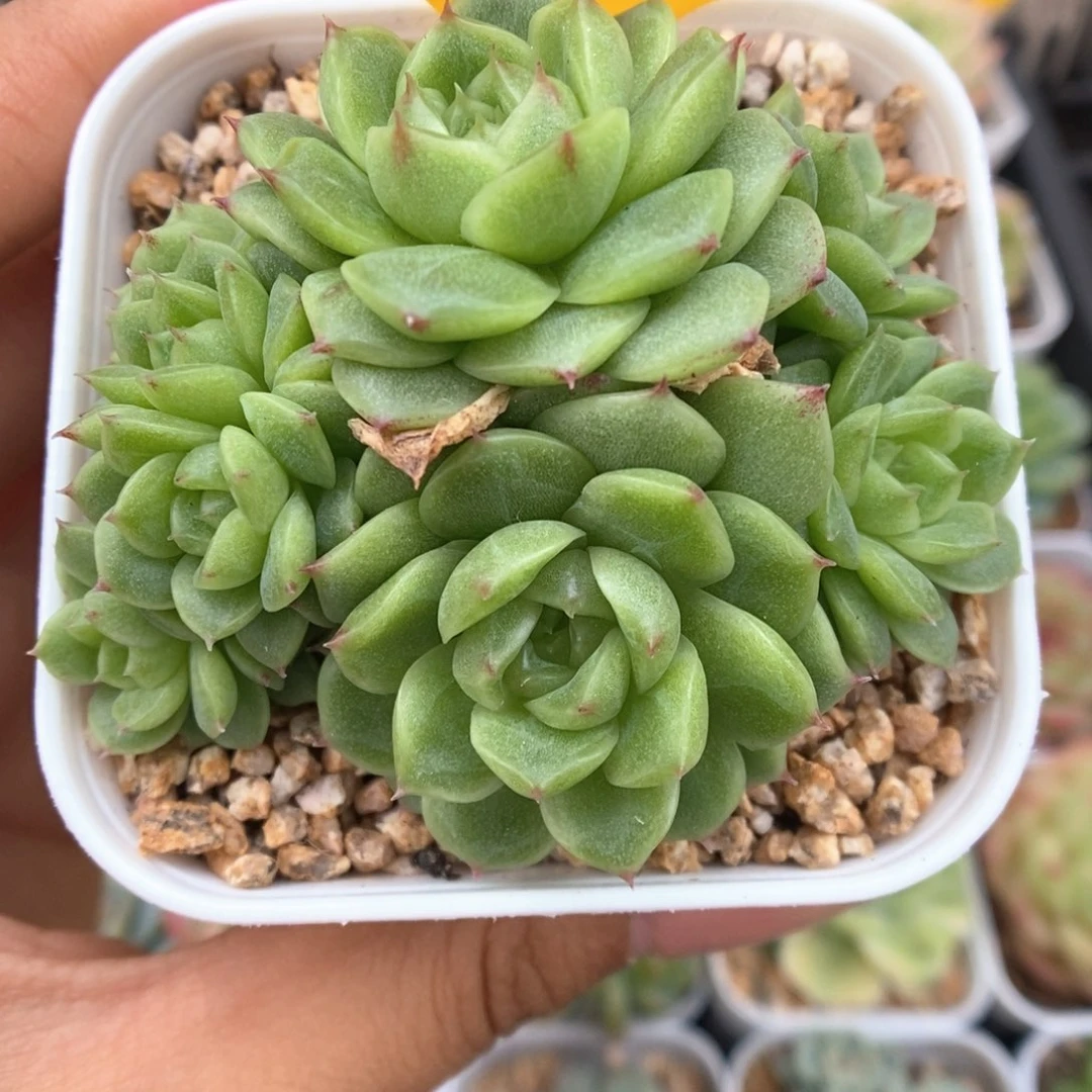 小猪珍妮麦秆群生948号。
