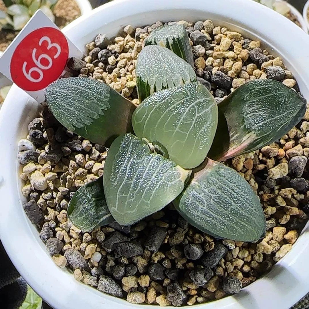 663号大型丸叶克锦 极上斑 6.5 厘米左右一物一拍带盆发货