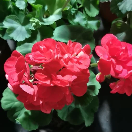 当前无花栽培后可以开花公爵