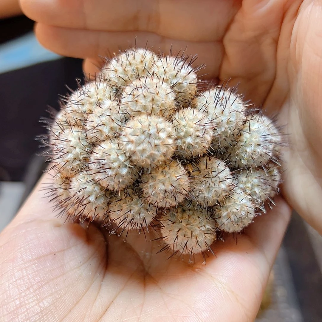 苗接直刺佩蕾6.8公分无根