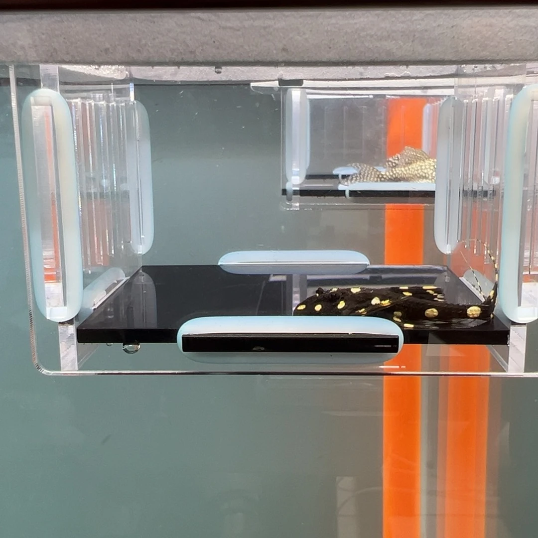 清道夫录完整开箱视频、入缸不包损4.2