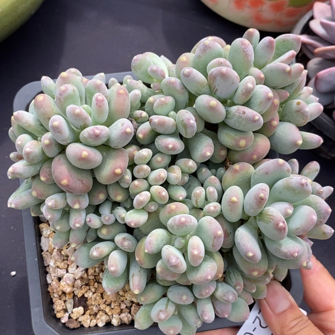 勿秒拍秒退 922-39星空美人