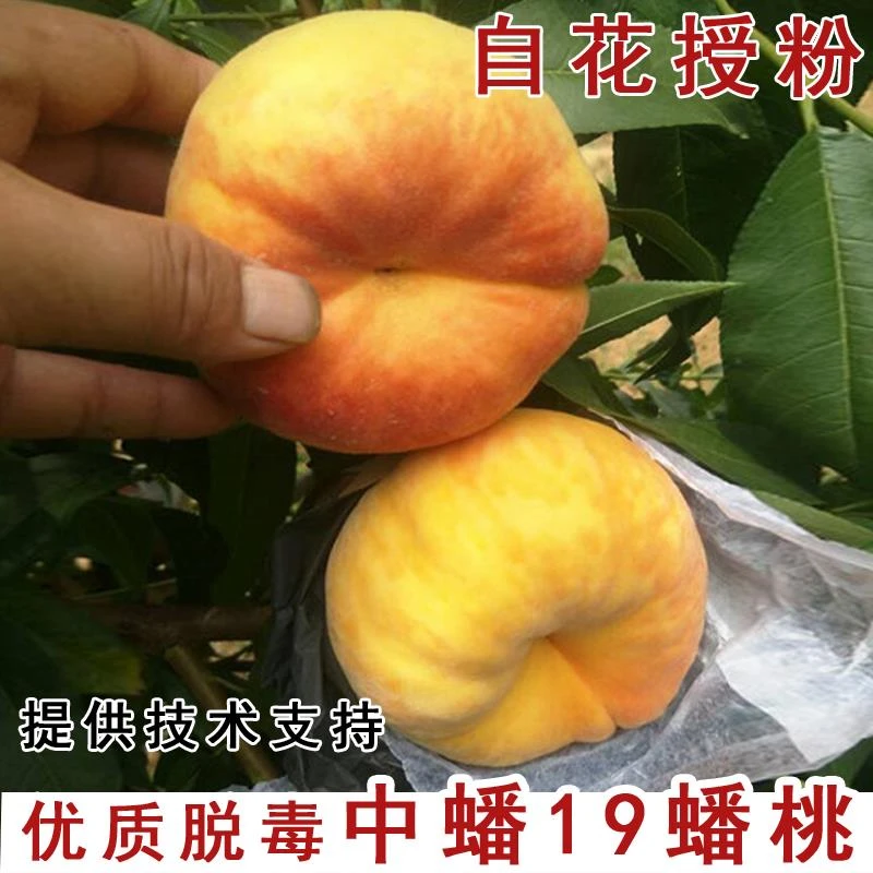 嫁接中蟠19号蟠桃树苗7月成熟脆甜黄金蟠桃苗南北方种植当年结果