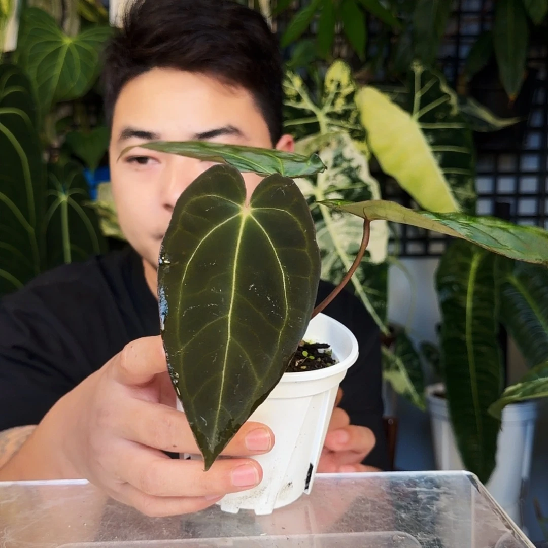 不开花植物C140狐形papi杂卡拉
