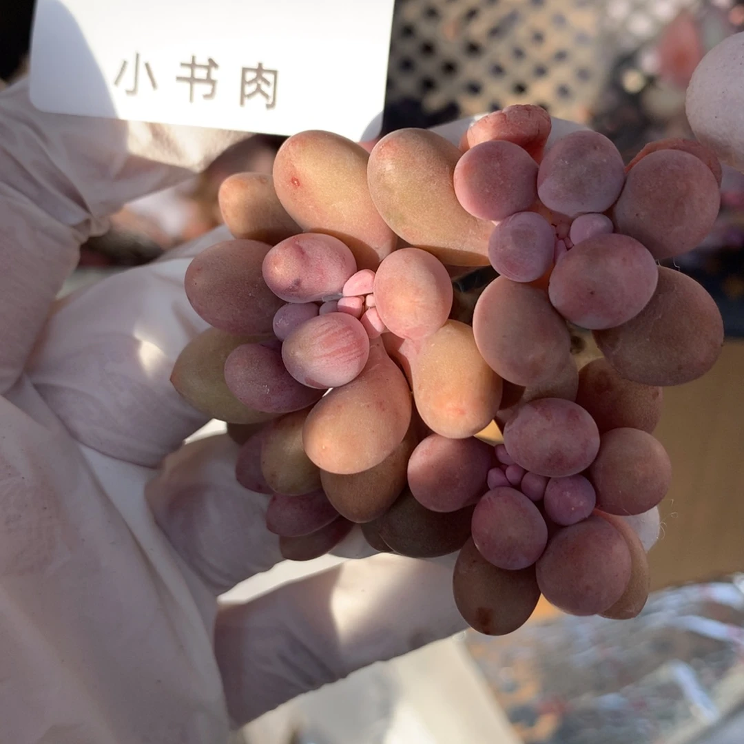 仙子仙子仙子582