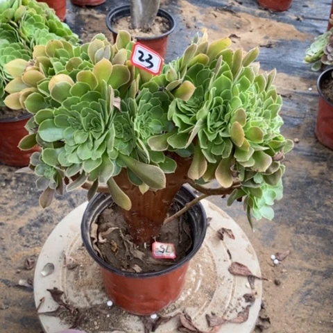 柠檬玫瑰缀一物一拍
