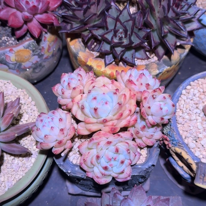 白拉糖 群生 一物一拍