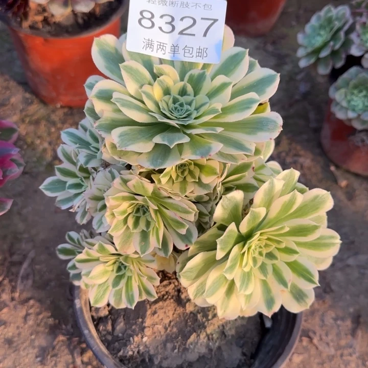 8327迈巴赫多肉植物