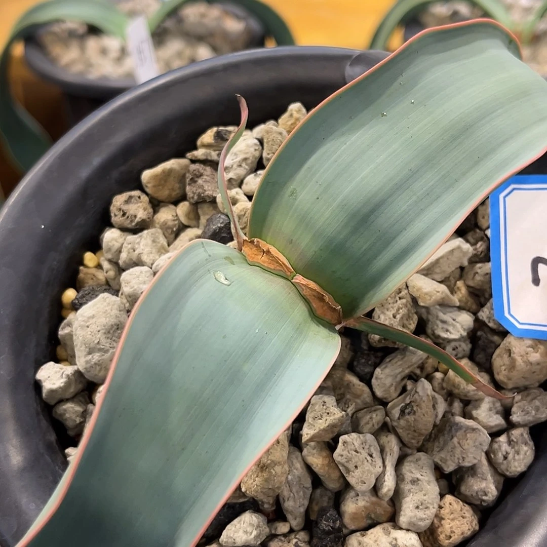 潮流植物 百岁兰 蓝叶