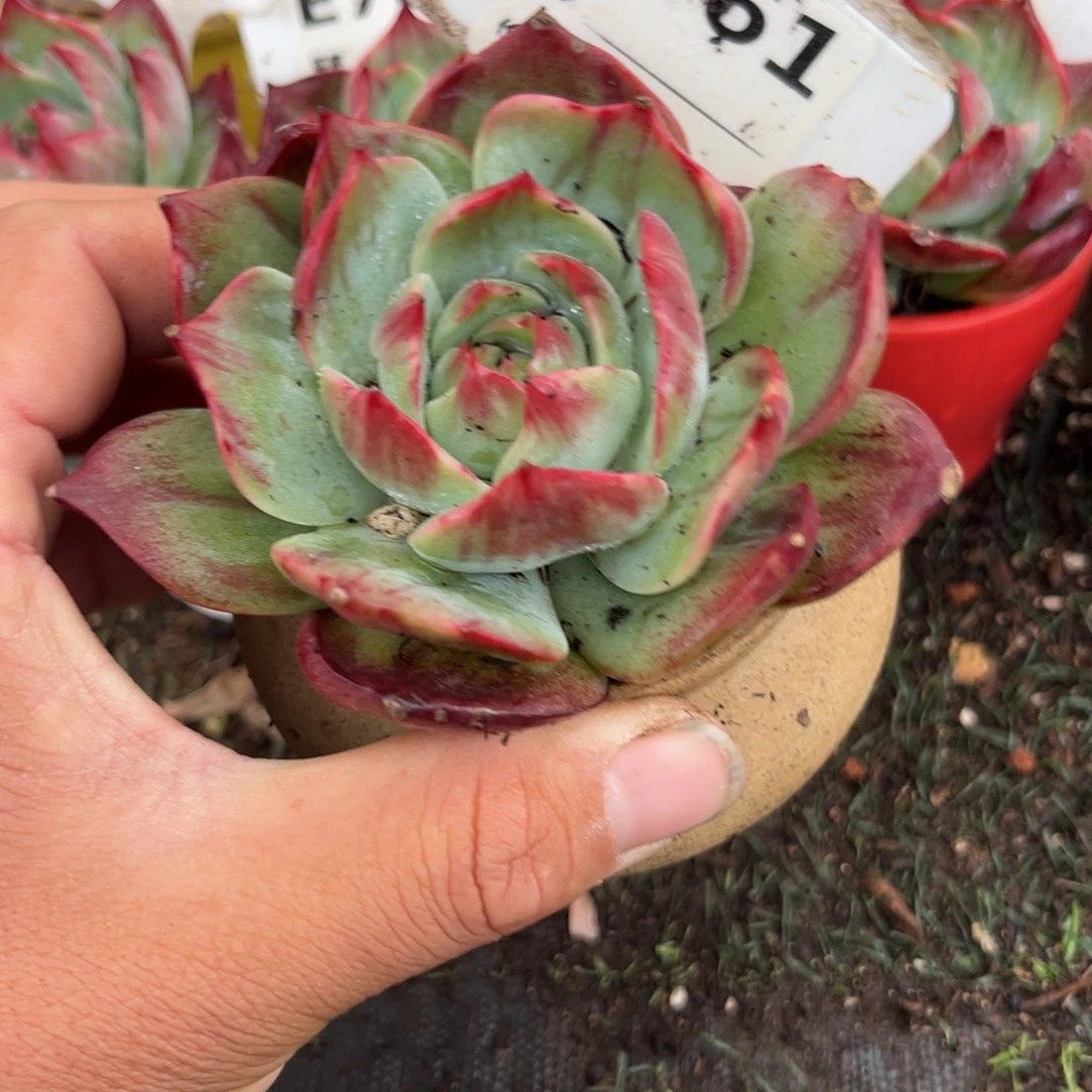 惊鸿一瞥861号多肉植物