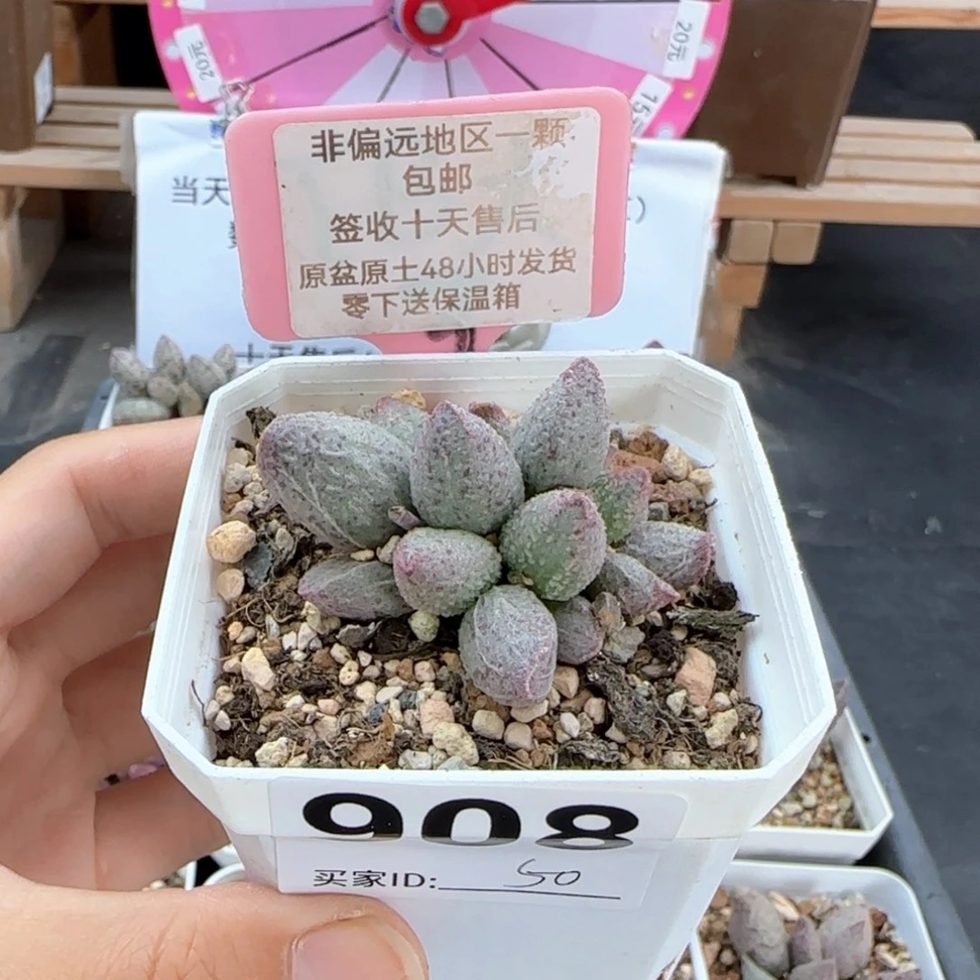 908翡翠哈莫杂多肉