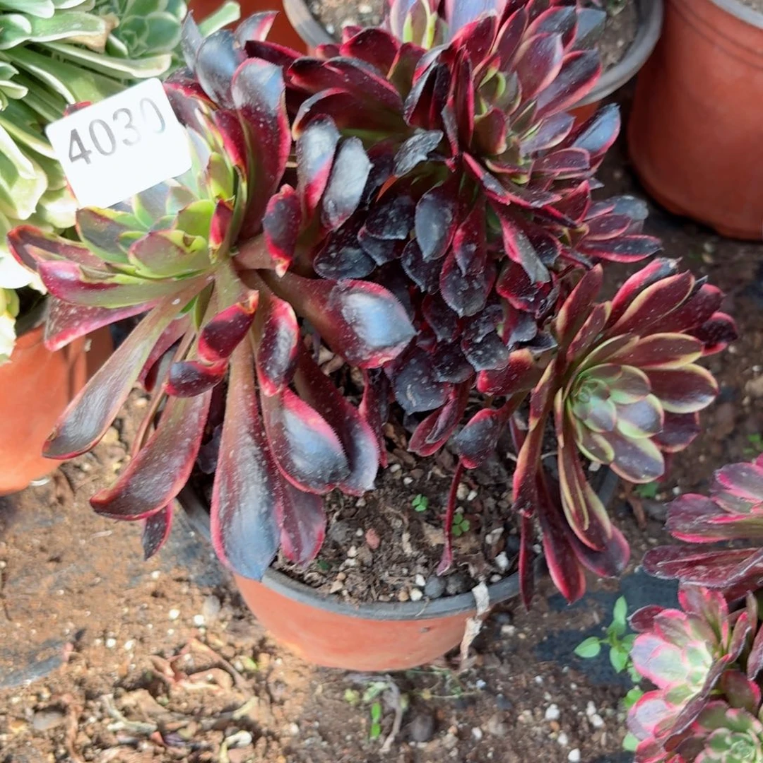 我4030 号多肉法师新年特价