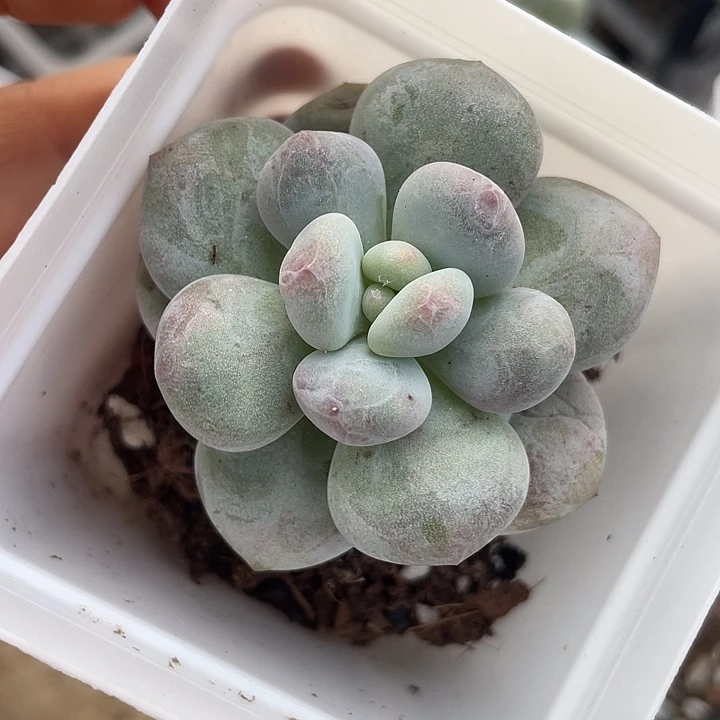 一我一拍奶豆随机发